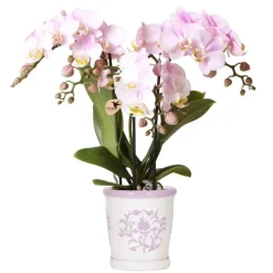 Exotenherz - Kolibri orchidées roses phalaenopsis orchidée portugal + pot décoratif malaga rose - taille de pot 9cm New