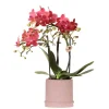Exotenherz - Kolibri orchids orchidée rouge congo + bali zierpot sand - taille de pot 9cm New