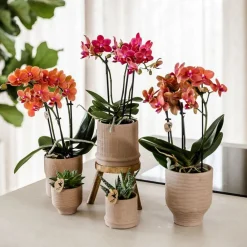 Exotenherz - Kolibri orchids orchidée rouge congo + bali zierpot sand - taille de pot 9cm New