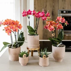 Exotenherz - Kolibri orchids orchidée rouge congo + bali zierpot sand - taille de pot 9cm New
