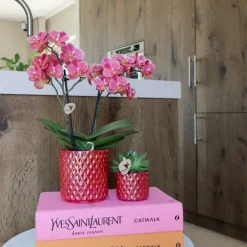 Exotenherz Orchidées | - Kolibri orchids orchidée phalaenopsis rouge congo + pot pearl rouge - taille du pot 9cm