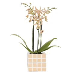 Exotenherz Orchidées | - Kolibri orchids orange 'spider' orchidée + pot décoratif mosa orange - taille de pot 9cm