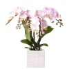 Exotenherz - Kolibri orchids phalaenopsis rose orchidée portugal + mosa pot décoratif rose - taille de pot 9cm Sale