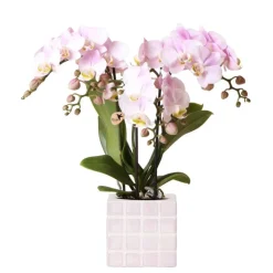 Exotenherz - Kolibri orchids phalaenopsis rose orchidée portugal + mosa pot décoratif rose - taille de pot 9cm Sale