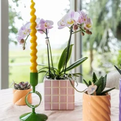 Exotenherz - Kolibri orchids phalaenopsis rose orchidée portugal + mosa pot décoratif rose - taille de pot 9cm Sale