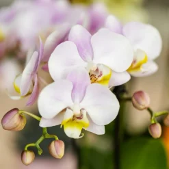Exotenherz - Kolibri orchids phalaenopsis rose orchidée portugal + mosa pot décoratif rose - taille de pot 9cm Sale