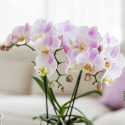 Exotenherz - Kolibri orchids phalaenopsis rose orchidée portugal + mosa pot décoratif rose - taille de pot 9cm Sale