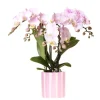 Exotenherz - Kolibri orchids phalaenopsis rose orchidée portugal + painted stripe pot rose - taille du pot 9cm Clearance