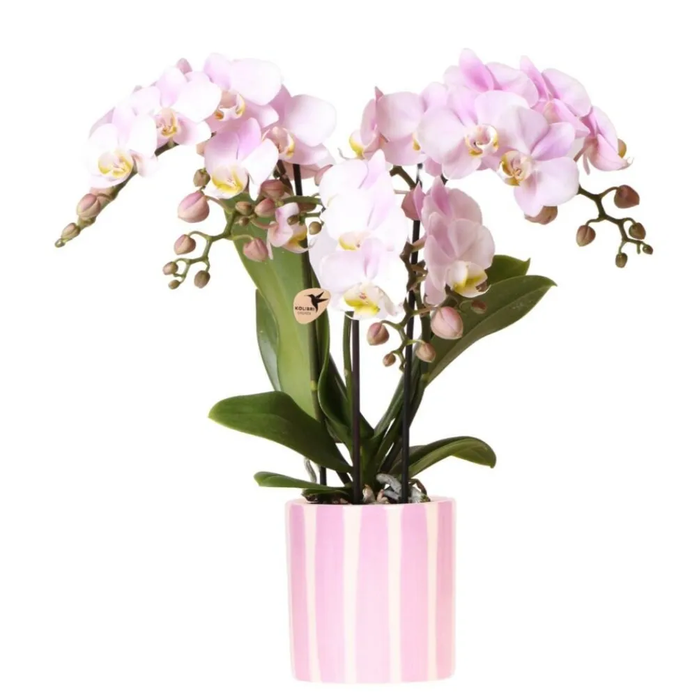 Exotenherz - Kolibri orchids phalaenopsis rose orchidée portugal + painted stripe pot rose - taille du pot 9cm Clearance
