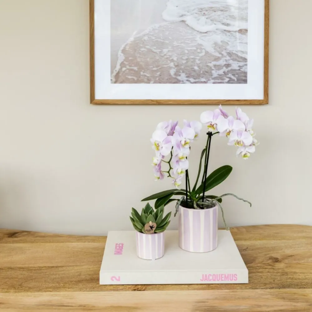 Exotenherz - Kolibri orchids phalaenopsis rose orchidée portugal + painted stripe pot rose - taille du pot 9cm Clearance
