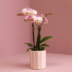 Exotenherz - Kolibri orchids phalaenopsis rose orchidée portugal + painted stripe pot rose - taille du pot 9cm Clearance