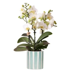 Exotenherz Orchidées | - Kolibri orchids phalaenopsis blanc lausanne + painted stripe pot décoratif turquoise - taille de pot 9cm
