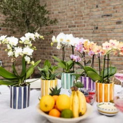 Exotenherz Orchidées | - Kolibri orchids phalaenopsis blanc lausanne + painted stripe pot décoratif turquoise - taille de pot 9cm