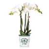 Exotenherz Orchidées | - Kolibri orchids phalaenopsis blanc orchidée amabilis + pot décoratif malaga vert - taille du pot 9cm