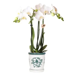 Exotenherz Orchidées | - Kolibri orchids phalaenopsis blanc orchidée amabilis + pot décoratif malaga vert - taille du pot 9cm