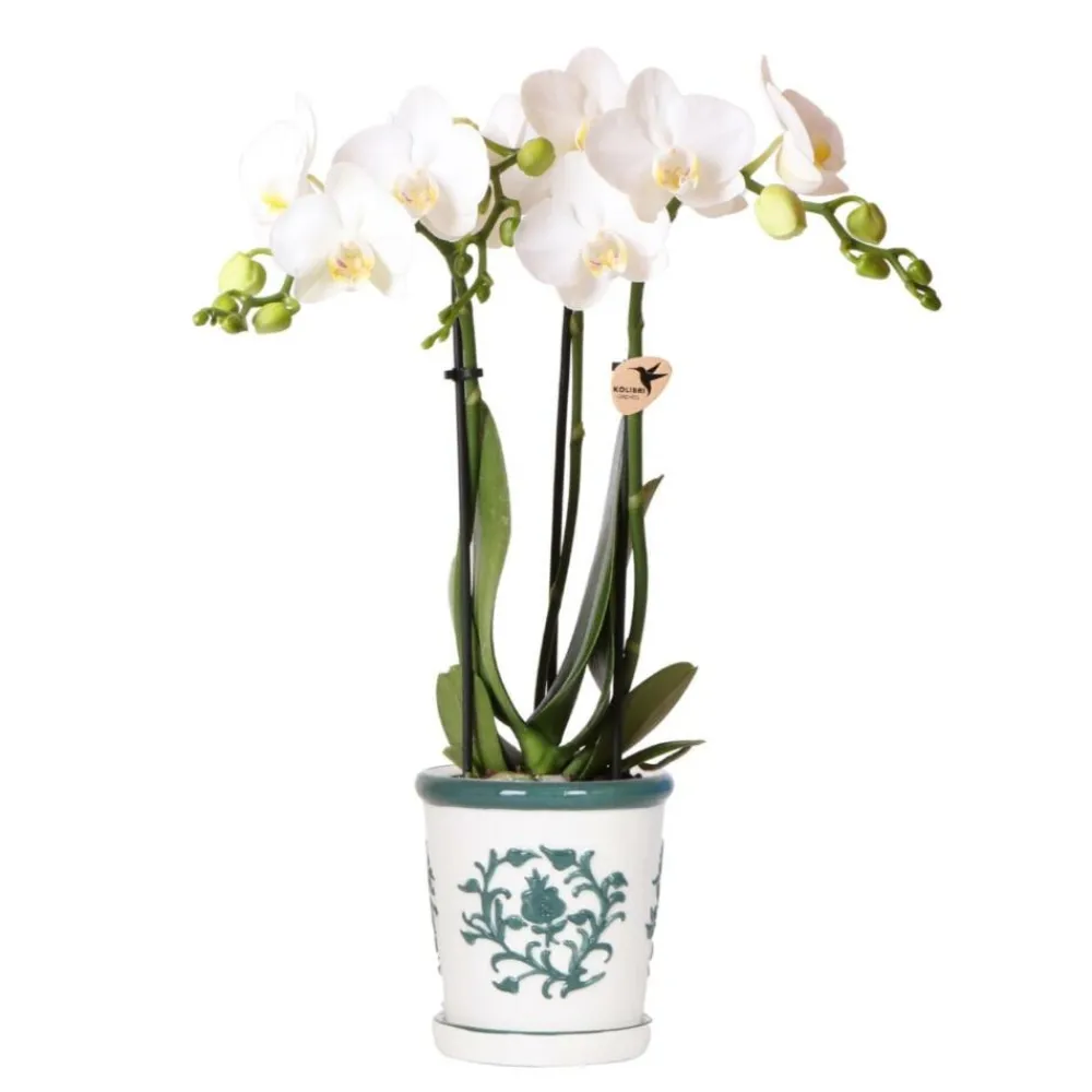 Exotenherz Orchidées | - Kolibri orchids phalaenopsis blanc orchidée amabilis + pot décoratif malaga vert - taille du pot 9cm