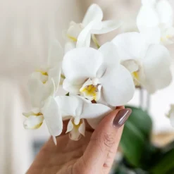 Exotenherz Orchidées | - Kolibri orchids phalaenopsis blanc orchidée amabilis + pot décoratif malaga vert - taille du pot 9cm