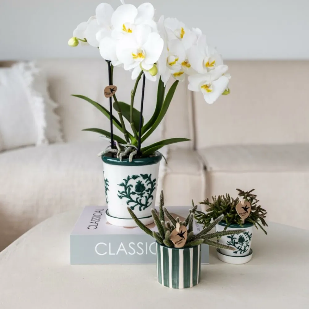 Exotenherz Orchidées | - Kolibri orchids phalaenopsis blanc orchidée amabilis + pot décoratif malaga vert - taille du pot 9cm