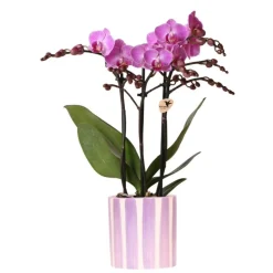 Exotenherz Orchidées | - Kolibri orchids phalaenopsis lilas orchidée vienna + painted stripe pot lilas - taille du pot 9cm