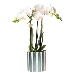 Exotenherz Orchidées | - Kolibri orchids phalaenopsis blanc orchidée amabilis + painted stripe pot vert - taille du pot 9cm