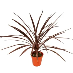 Exotenherz - Lys club rouge - cordyline australis "red star" - pot 12cm - hauteur 50cm environ Best