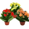 Exotenherz Plantes Fleuries | - Mini-kalanchoe "rosalina" - set de 3 plantes différentes - flaming käthchen - pot de 5,5 cm