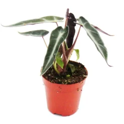 Exotenherz Plantes Vertes | - Mini-plant - alocasia - feuille de flèche - idéal pour les petits bols et verres - baby-plant dans un pot de 5,5 cm
