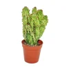 Exotenherz - Opuntia monacantha variegata - petite plante en pot de 5,5 cm Hot