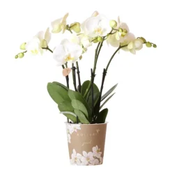 Exotenherz Plantes Fleuries | - Orchidée phalaenopsis blanche - jewel ghent - taille du pot 12cm - frais du producteur