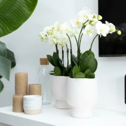 Exotenherz Plantes Fleuries | - Orchidée phalaenopsis blanche - jewel ghent - taille du pot 12cm - frais du producteur