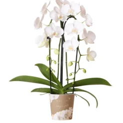Exotenherz Plantes Fleuries | - Orchidées colibris - orchidée phalaenopsis blanche - chute du niagara - taille du pot 12cm - frais du producteur