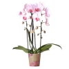Exotenherz - Orchidées colibris - orchidée phalaenopsis rose - chute du niagara - taille du pot 12cm Best