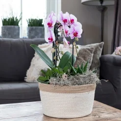 Exotenherz - Orchidées colibris - orchidée phalaenopsis rose - chute du niagara - taille du pot 12cm Best