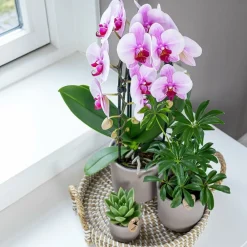 Exotenherz - Orchidées colibris - orchidée phalaenopsis rose - chute du niagara - taille du pot 12cm Best