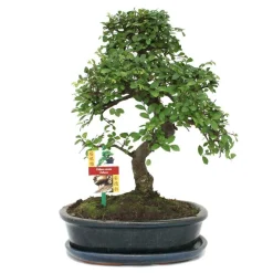 Exotenherz - Orme chinois bonsaï - ulmus parviflora - env. 10 ans Outlet