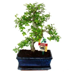 Exotenherz Bonsaïs | - Orme chinois bonsaï - ulmus parviflora - ca. 8 ans