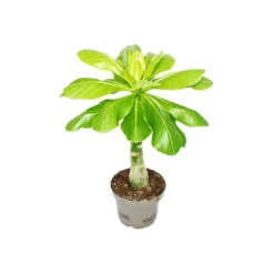 Exotenherz Palmiers D’Intérieur | - Palmier d'hawaï brighamia insignis
