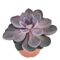 Exotenherz Cactus Et Plantes Grasses | - Perle echeveria de nuremberg - grande plante en pot de 12cm