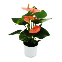 Exotenherz Plantes Fleuries | - Petite fleur flamant rose - anthurium andreanum - bébé anthurium - mini plante - pot 7cm - fleurs rose saumon - spirit