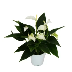 Exotenherz Plantes Fleuries | - Petite fleur flamant rose - anthurium andreanum - bébé anthurium - mini plante - pot 7cm - fleurs blanches - white champion