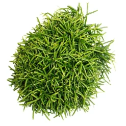 Exotenherz - Rhipsalis baccifera oasis - cactus corail - en pot de 12cm - plante d'intérieur succulente Online