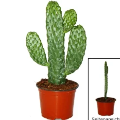 Exotenherz Cactus Et Plantes Grasses | - Road kill cactus - consolea rubescens - cactus à oreilles plates - pot 12cm