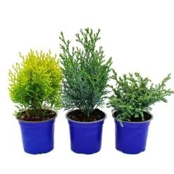 Exotenherz Conifères | - Set de conifères nains avec 3 plantes - petits conifères pour massifs et balcons - en pot de 10,5cm