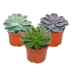 Exotenherz - Set de 3 echeveriens différents dans un pot de 12cm Outlet