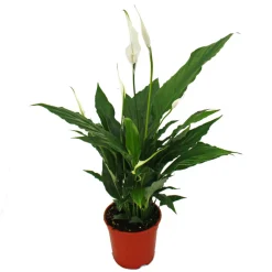 Exotenherz Plantes Fleuries | - Spathiphyllum, feuille unique, "sweet chico", 13cm pot