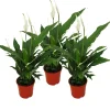 Exotenherz - Spathiphyllum "sweet chico" - 12cm pot - set de 3 plantes New