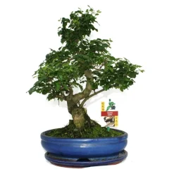Exotenherz - Troène chinois du bonsaï - ligustrum sinensis - env. 10 ans Online