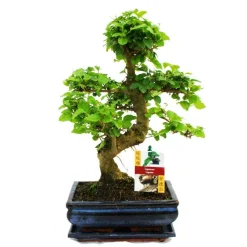 Exotenherz Bonsaïs | - Troène chinois du bonsaï - ligustrum sinensis - env. 8 ans