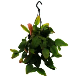 Exotenherz Cactus Et Plantes Grasses | - Urban jungle elegance - ambre de cactus moderne avec une superbe structure de feuilles - rhipsalis pachyptera rubra - 15cm