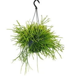 Exotenherz Cactus Et Plantes Grasses | - Urban jungle elegance - ambre de cactus moderne avec une superbe structure de feuilles - rhipsalis pulchra - 15cm